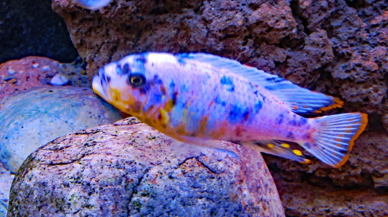 Maylandia fainzilberi 'Makonde'